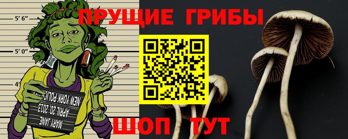 Галлюциногенные грибы Psilocybe Алексеевка